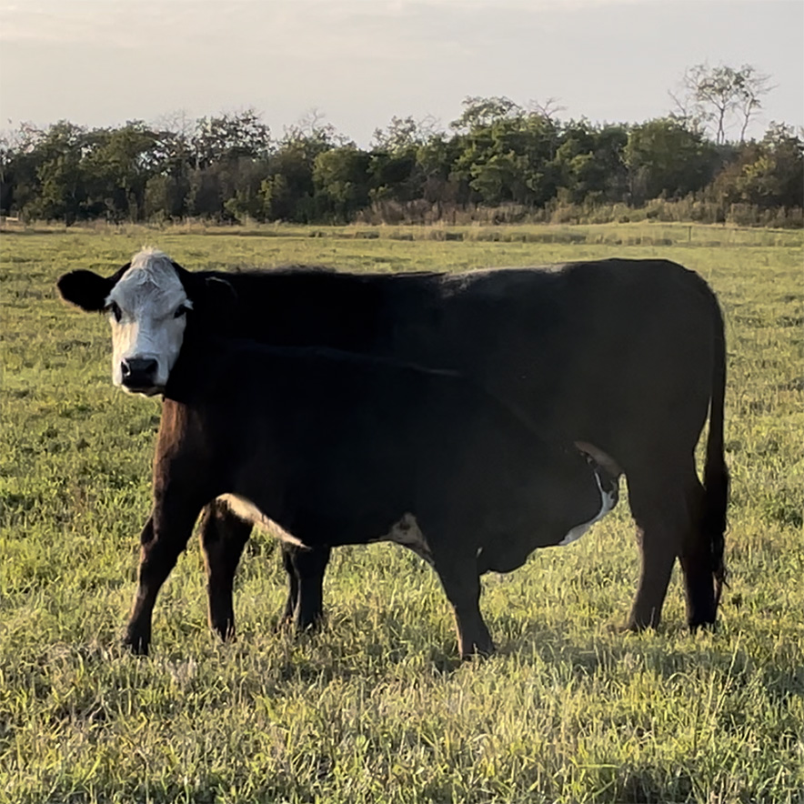 commercial heifers